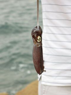 Aori_3_640.jpg