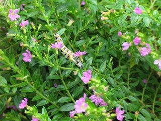 IMG_0563_640.jpg