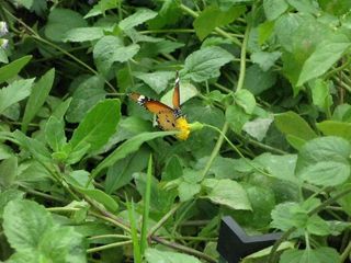 IMG_0568_640.jpg