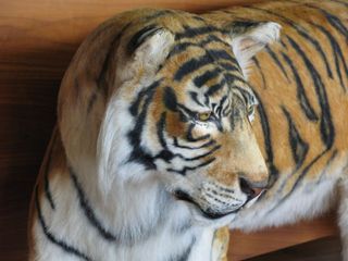 IMG_3400_640.jpg
