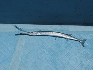IMG_6426_640.jpg